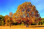 Large tree with yellow leaves, turning orange.